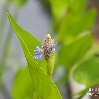 ナガバミズアオイ（花）の写真