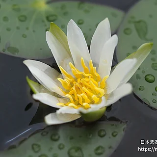 ヒツジグサ（花）の写真