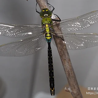 クロスジギンヤンマの写真