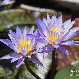 スターオブサイアム（花）の写真
