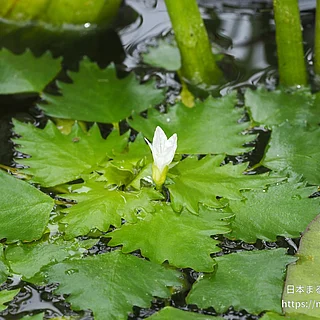 ヒメビシ（花）の写真