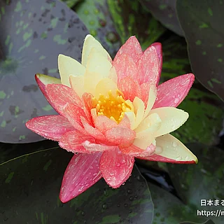 ワンビサ（花）の写真