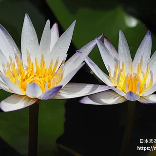 ムラサキシキブ（花）の写真