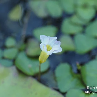 ヒシモドキの写真