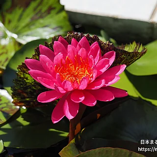 ワウ！（花）の写真