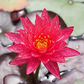 ワンビサ（花）の写真