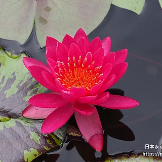 ワウ！（花）の写真