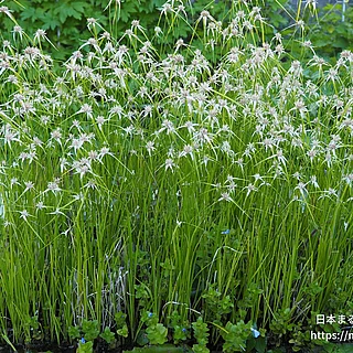 シラサギカヤツリ（花）の写真