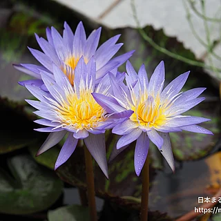 スターオブサイアム（花）の写真