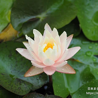 ブラッシングブライド（花）の写真