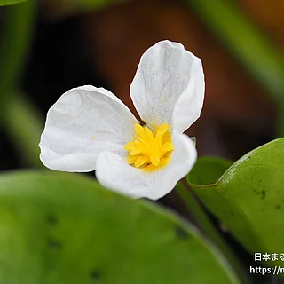 トチカガミ（花）の写真