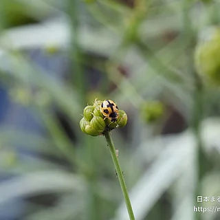 ヒメカメノコテントウ（成虫）の写真