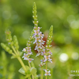 グリーンロタラ（花）の写真