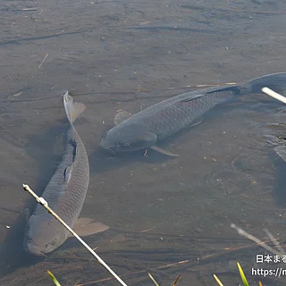 コイの写真