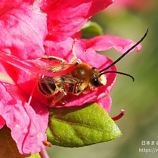 ヒゲナガハナバチ属の写真