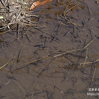 カダヤシの写真