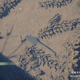 ウシガエルの写真