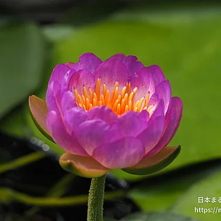 クイーンシリキット（花）の写真