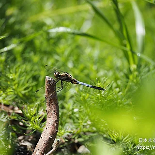 シオカラトンボ（成虫）の写真