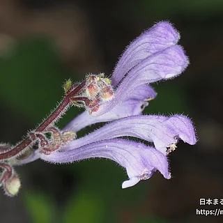 タツナミソウ属の写真