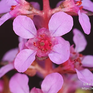 ホザキキカシグサ（花）の写真
