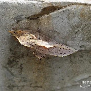 モンシロチョウの写真