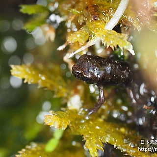 アズマヒキガエル（幼体）の写真