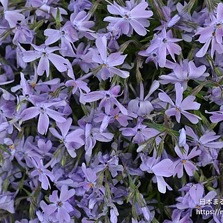 シバザクラ（花）の写真