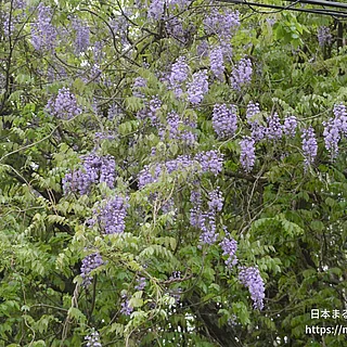 フジの写真