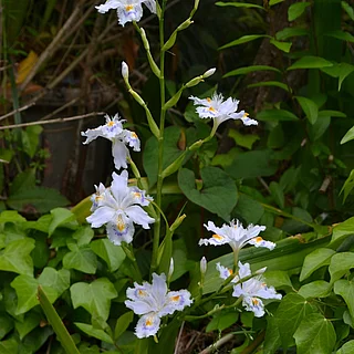 シャガ（花）の写真