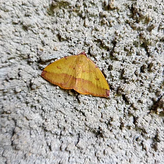 ウラベニエダシャク（成虫）の写真