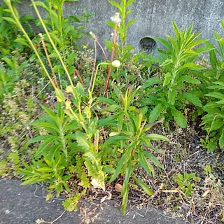 アツミゲシの写真