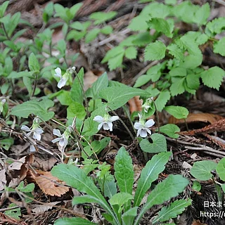 ヒカゲスミレ（花）の写真