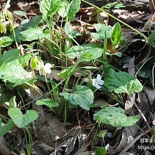 ヒカゲスミレ（花）の写真