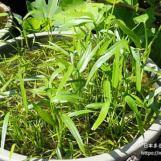 ミズアオイの写真