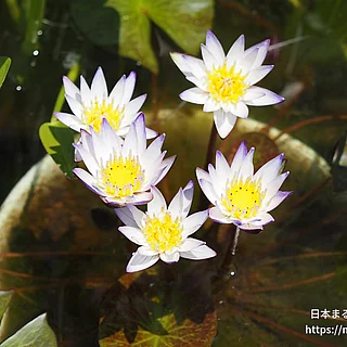 ムラサキシキブ（花）の写真
