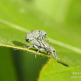 コフキゾウムシの写真