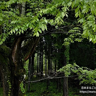 クスノキの写真