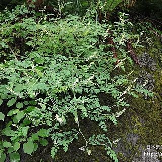 ヤマキケマンの写真