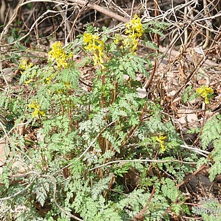 ミヤマキケマンの写真