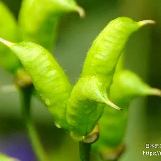 ハクバブシの写真