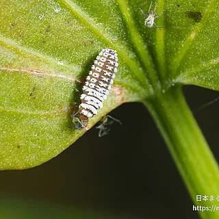 クロヘリヒメテントウの写真