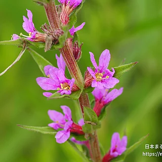 エゾミソハギ（花）の写真