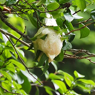 モリアオガエルの写真