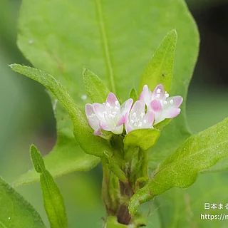 ミゾソバの写真