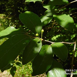 ヤマコウバシの写真