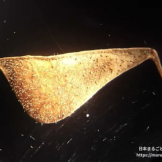 フジカンゾウの写真