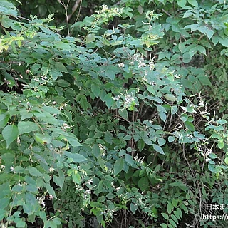 キハギの写真