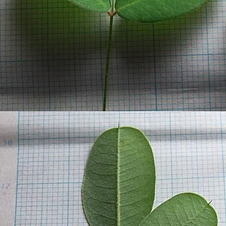 マキエハギの写真