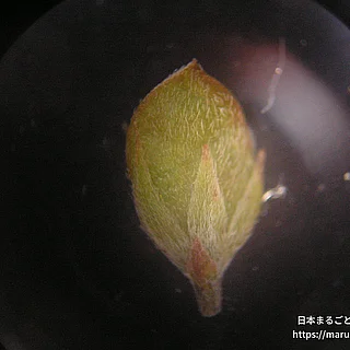 メドハギとシベリアメドハギの雑種の写真